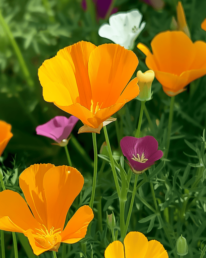 Eschscholtzia Single Mixed seeds (Eschscholzia californica) – annual flower