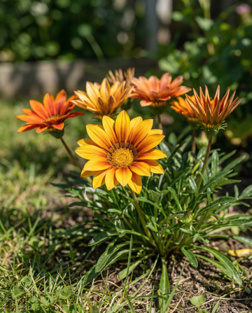 Treasure Sunshine Mix (Gazania splendens) – semi di fiori annuali da SeedsChoice