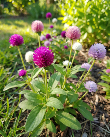 Globe Amaranth Mixed (Gomphrena globosa) – semi di fiori annuali da SeedsChoice