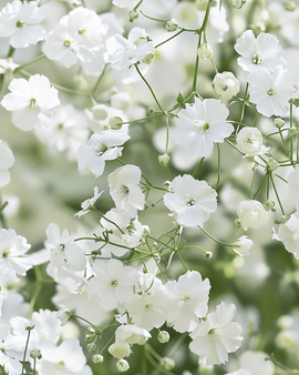 Semi di gypsophila Gypsophila elegans Covent Garden annuale
