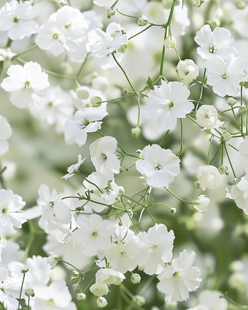 Semi di gypsophila Covent Garden (Gypsophila elegans) – annuale