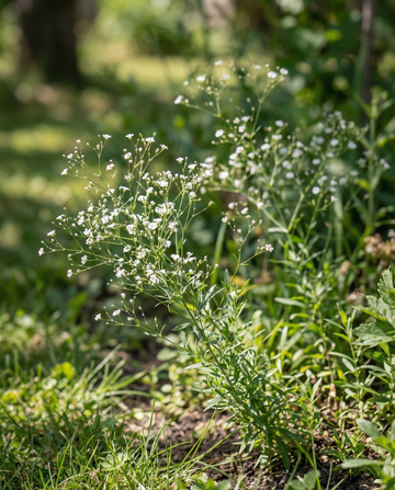 Gypsophila Covent Garden (Gypsophila elegans) – semi annuali da SeedsChoice