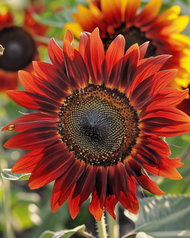 Sunflower Evening Sun Red Yellow Seeds Helianthus Annuus Annual