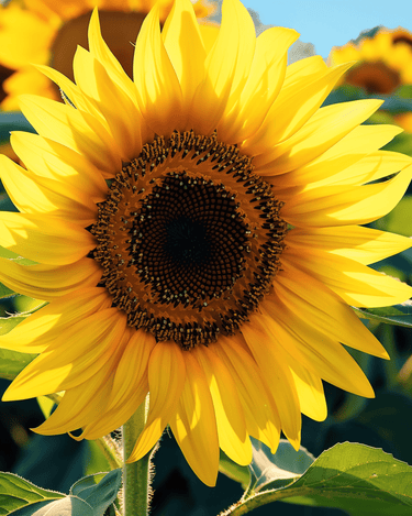Sunflower Single Giant 250 Cm seeds (Helianthus annuus) – annual flower