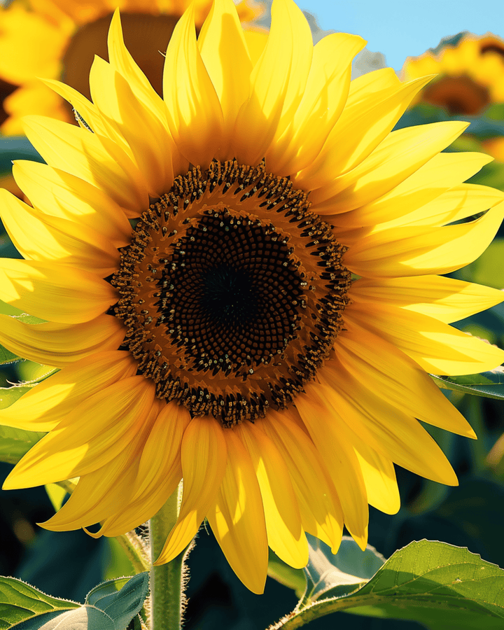 Semi di girasole Single Giant 250 cm (Helianthus annuus) – fiore annuale