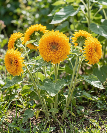 Girasole Sungold Dwarf Double Flowered (Helianthus annuus) – semi di fiori annuali da SeedsChoice