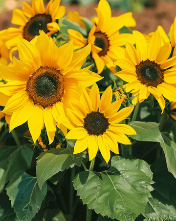 Sunflower Pacino seeds (Helianthus annuus) – annual flower