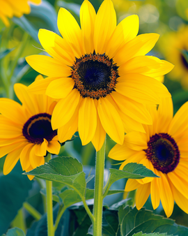 Semi di girasole Stella Helianthus debilis annuale