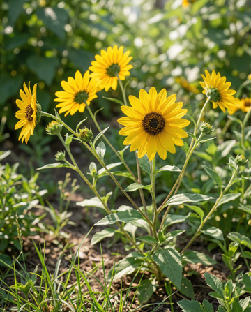 Semi di girasole Stella (Helianthus debilis) – semi di fiore annuale di SeedsChoice
