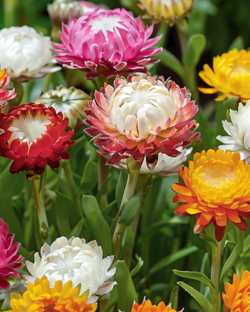 Strawflower Tom Thumb Dwarf seeds (Helichrysum bracteatum) – annual flower