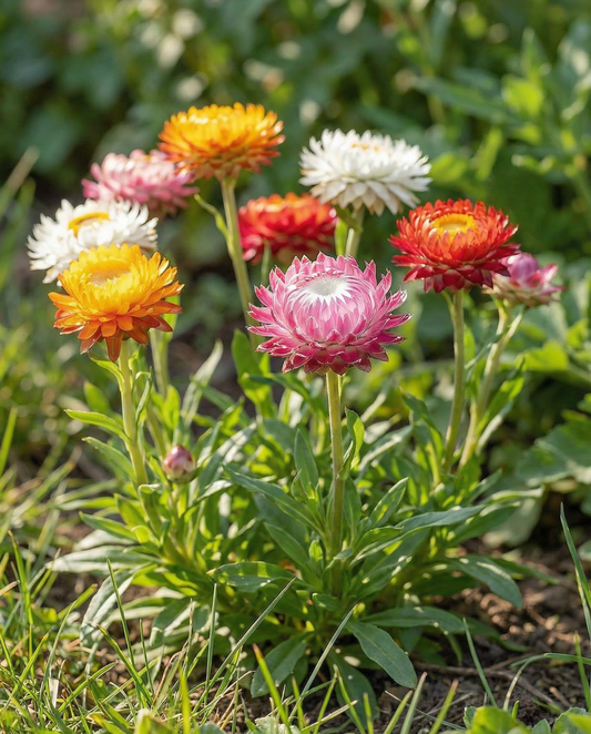 Elicriso Tom Thumb Dwarf (Helichrysum bracteatum) – semi di fiori annuali da SeedsChoice