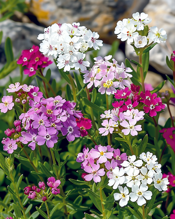 Sementi di Iberide mista (Iberis umbellata) – mix annuale
