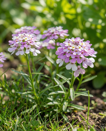 Iberide mista (Iberis umbellata) – sementi per mix annuale da SeedsChoice