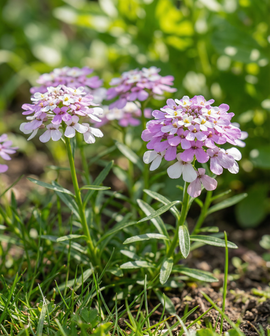 Iberide mista (Iberis umbellata) – sementi per mix annuale da SeedsChoice