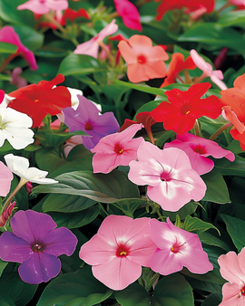 Busy Lizzie Seeds Impatiens Walleriana Baby Mixed Annual Flower Shade Garden