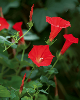 Semi di Ipomoea Quamoclit rampicante annuale Cardinal fiori rossi