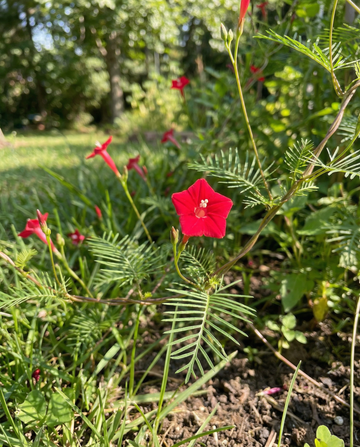Cardinal Climber Red (Ipomoea quamoclit) – semi di rampicante annuale da SeedsChoice