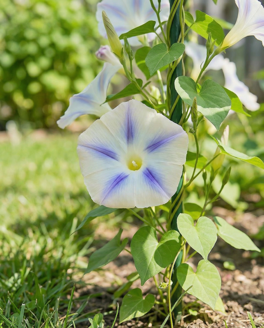 Vilucchio rampicante Milky Way (Ipomoea tricolor) – semi rampicanti annuali da SeedsChoice