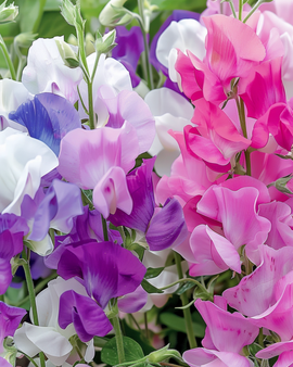 Semi di pisello odoroso Bijou misto Lathyrus Odoratus annuale