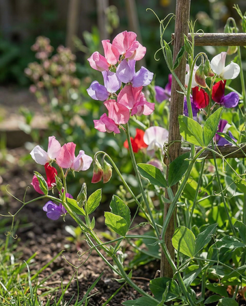 Semi di pisello odoroso Colorama Mixed (Lathyrus odoratus) – fiore annuale da SeedsChoice