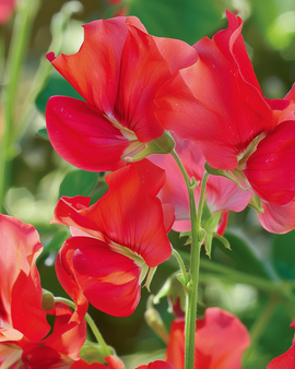 Sweet Pea Seeds Royal Family Red Lathyrus Odoratus Annual