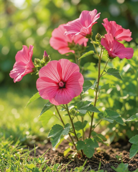 Malva Rose Red (Lavatera trimestris) – semi annuali da SeedsChoice