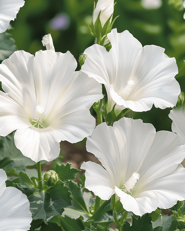 Semi di Malva Mont Blanc (Lavatera trimestris) – fiore annuale