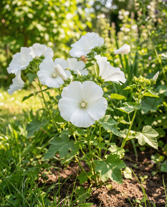 Malva Mont Blanc (Lavatera trimestris) – semi di fiore annuale da SeedsChoice