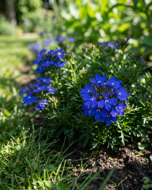 Crystal Palace (Lobelia erinus) – annual seeds from SeedsChoice