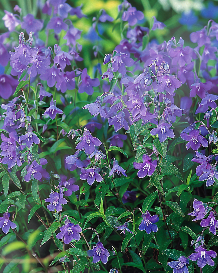 Trailing Sapphire seeds (Lobelia erinus) – annual