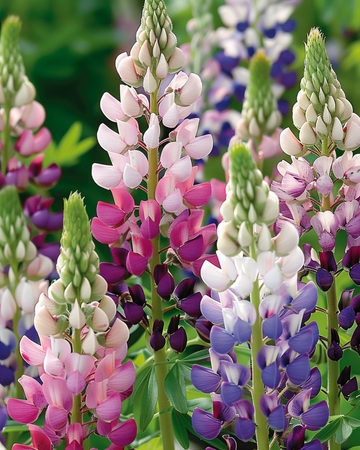 Semi di lupino Pixie Delight (Lupinus nanus) – fiore annuale
