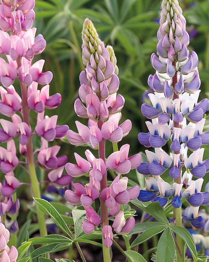 Semi di lupino misto (Lupinus hartwegii) – fiore annuale