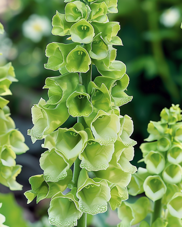 Semi di Bells Of Ireland da taglio (Moluccella laevis) – fiore annuale