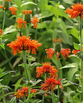 Lion's Ear Seeds Leonotis Nepetifolia Annual Flower Orange Blooms