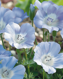Baby Blue Eyes Seeds Nemophila Menziesii Annual Sky Blue Ground Cover