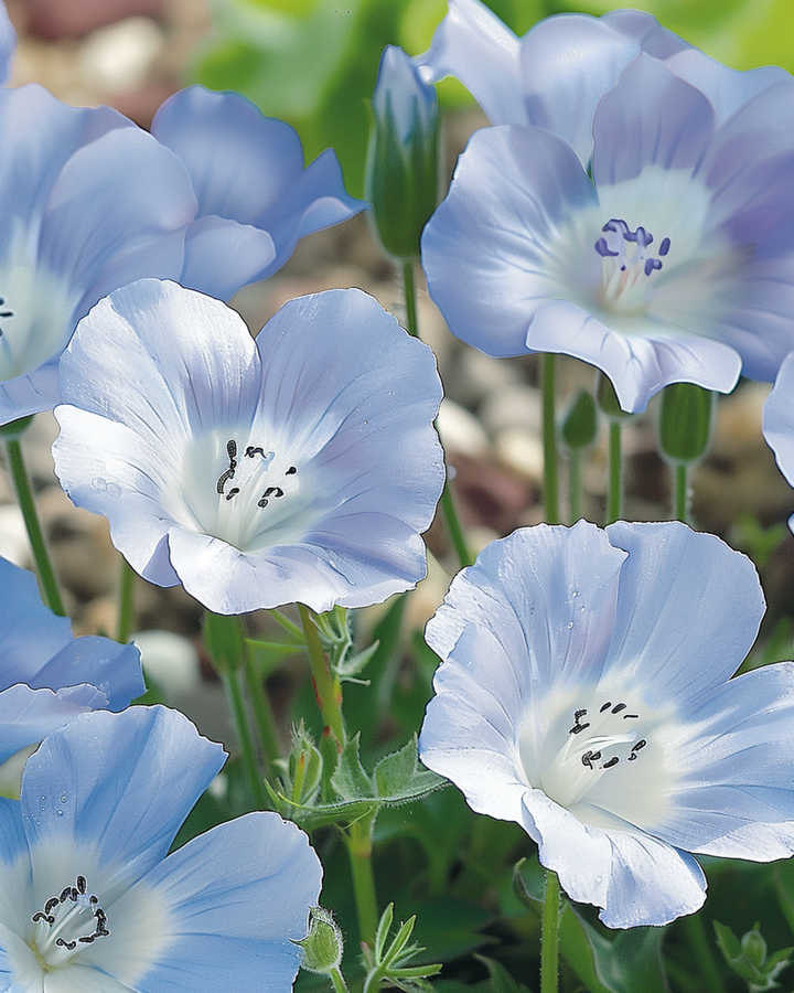 Semi Baby Blue Eyes Sky Ground Cover (Nemophila menziesii) – annuale