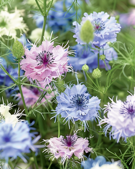Semi di nigella Nigella damascena annuale mix Persian Jewels