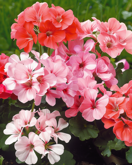 Semi di Geranio Magic Beauty F1 Pelargonium Zonale Mix Annuale