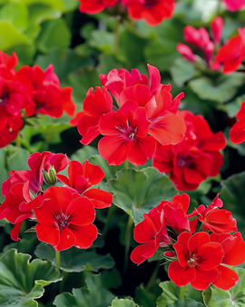 Geranium Mustang F1 Seeds Pelargonium Zonale Annual
