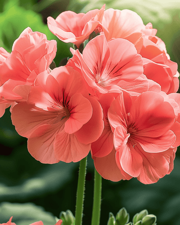 Semi di geranio Chérie F1 (Pelargonium zonale) – annuale