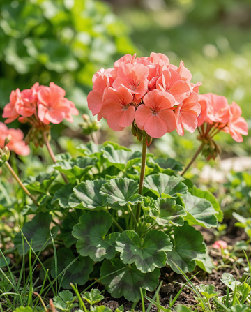 Geranio Chérie F1 (Pelargonium zonale) – semi annuali da SeedsChoice