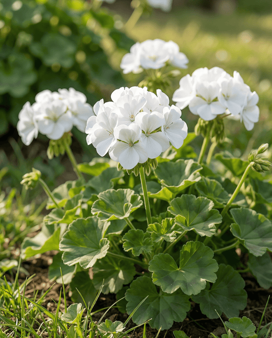 Geranio Apollo F1 White (Pelargonium zonale) – semi annuali da SeedsChoice