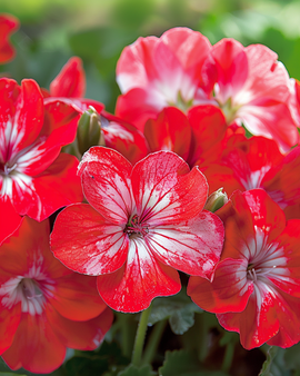 Semi di Geranio Bright Eyes F1 Pelargonium Zonale Annuale