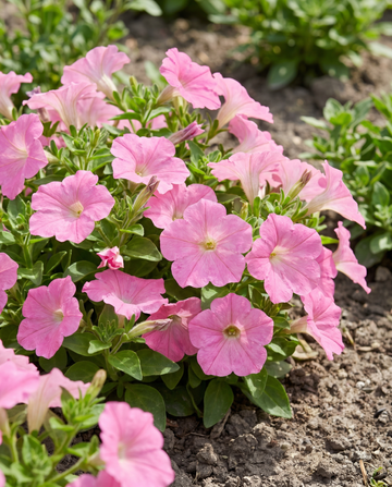 Rose Of Heaven Pink seeds (Petunia hybrida) – annual