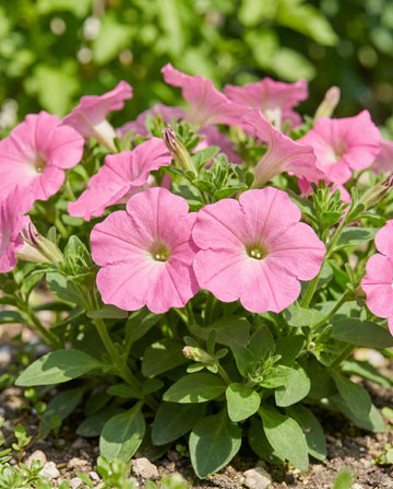 Rose Of Heaven Pink (Petunia hybrida) – annual seeds from SeedsChoice