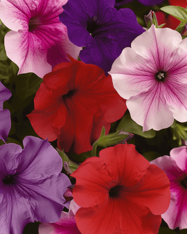 Petunia Seeds Cascade F1 Mix Petunia Pendula Annual