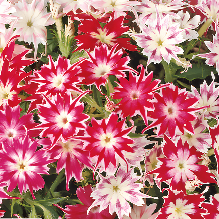 Sementi di Starphlox (Phlox drummondii) – miscuglio annuale