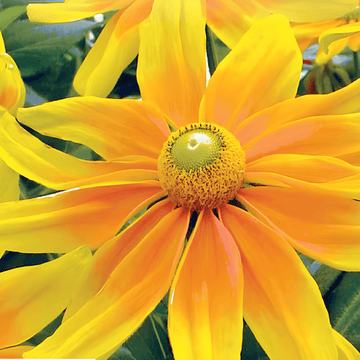 Cone Prairie Sun seeds (Rudbeckia hirta) – annual flower
