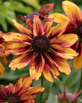 Coneflower Sahara Seeds Rudbeckia Hirta Annual Cut Flower
