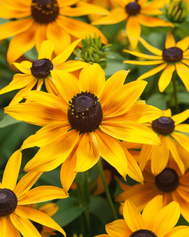 Semi di Rudbeckia Hirta Gloriosa Daisy annuale